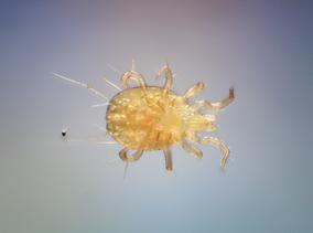 161123 AcReS_9391 Amblyseius ventral composite.jpg